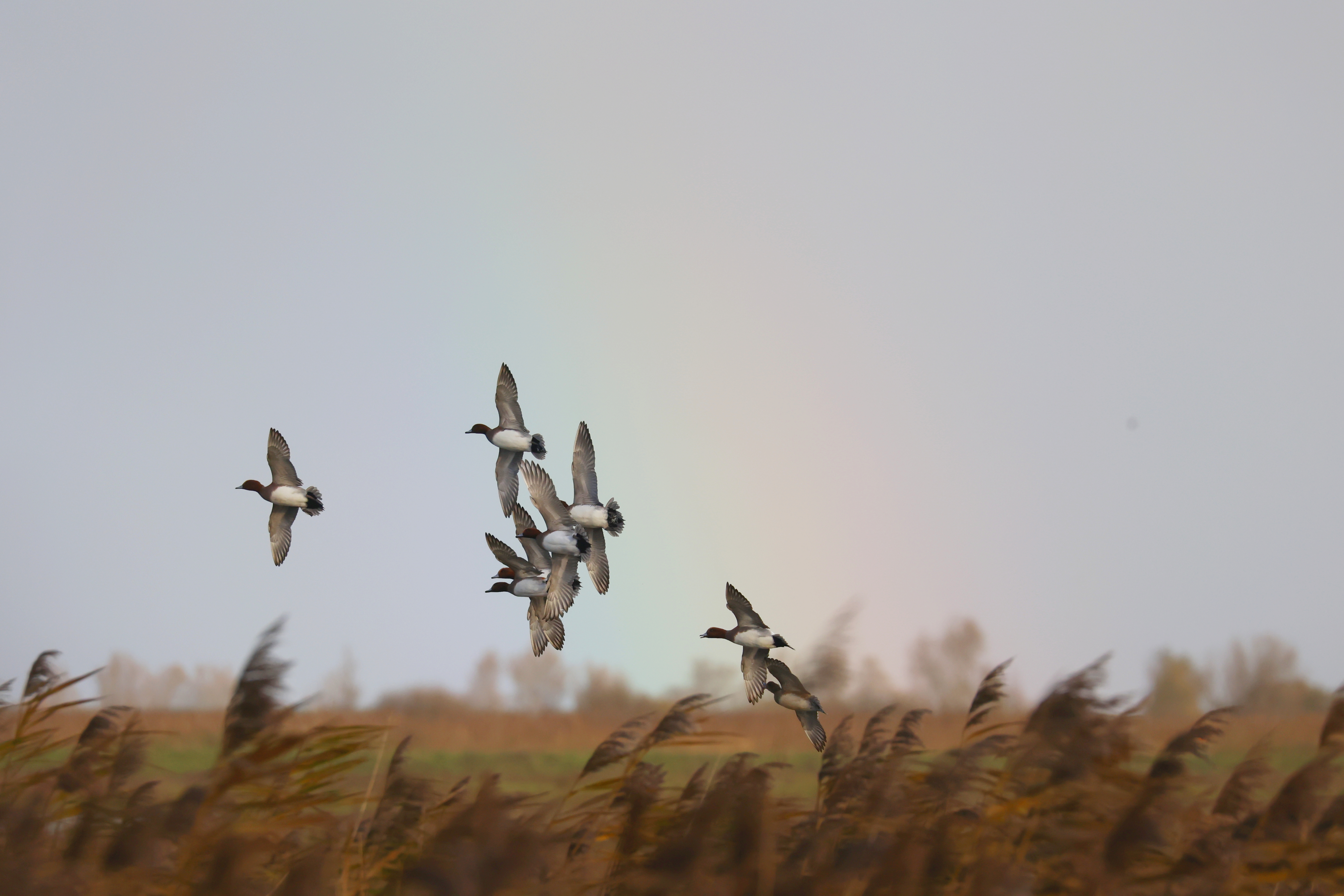 Smienten (Oostvaardersplas). Foto van Gerda van der Meer.